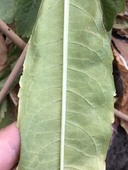 Dipsacus sativus