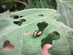 Zygogramma signatipennis