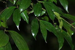 Cryptocarya laevigata