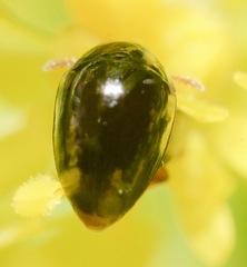 Olibrus