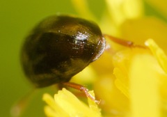 Olibrus