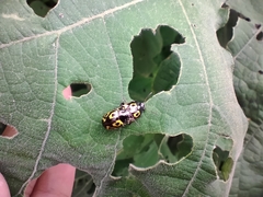 Zygogramma signatipennis