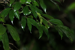 Cryptocarya laevigata