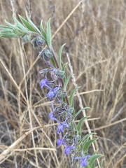 Trichostema lanceolatum