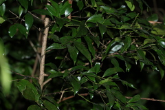 Cryptocarya laevigata