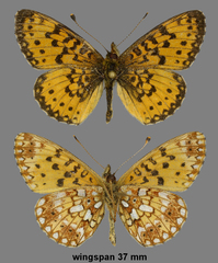Boloria selene