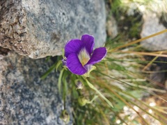 Gentianopsis holopetala