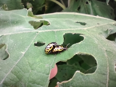 Zygogramma signatipennis