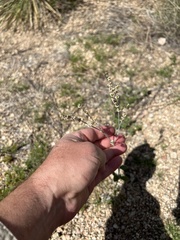 Eriogonum polycladon