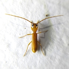 Cerambycinae