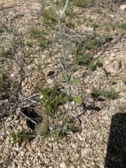 Eriogonum polycladon