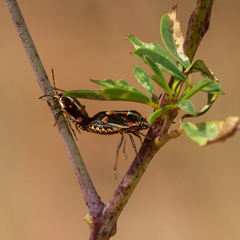 Bagrada hilaris