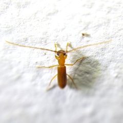Cerambycinae