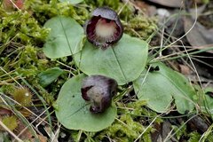 Corybas incurvus