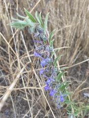 Trichostema lanceolatum