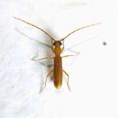 Cerambycinae