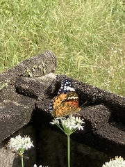 Argynnis hyperbius hyperbius