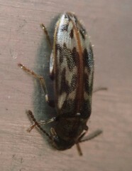 Prothalpia holmbergi