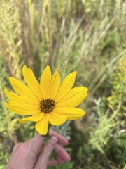 Helianthus pauciflorus