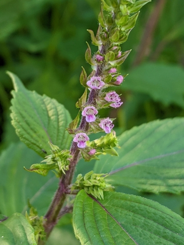 Perilla frutescens