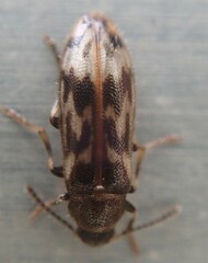 Prothalpia holmbergi