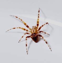 Araneus gemmoides