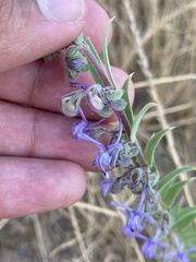 Trichostema lanceolatum