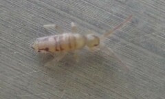 Entomobrya nivalis