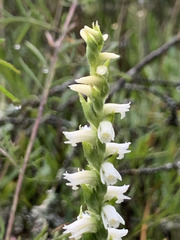 Spiranthes casei casei