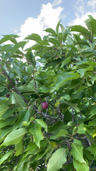 Prunus americana