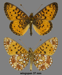 Boloria selene