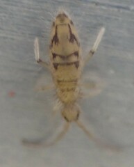 Entomobrya nivalis