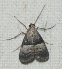 Pococera asperatella