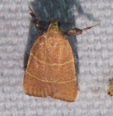 Parachma ochracealis