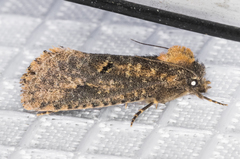 Acrolophus kearfotti