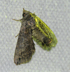 Paectes abrostoloides