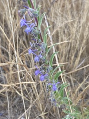Trichostema lanceolatum