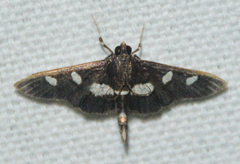 Desmia