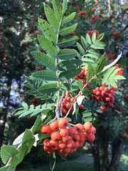 Sorbus sitchensis