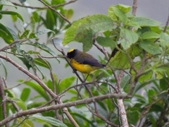 Myioborus flavivertex