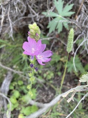 Sidalcea neomexicana