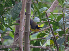 Myioborus flavivertex