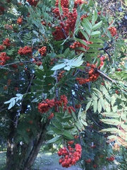 Sorbus sitchensis