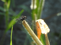 Trithemis festiva