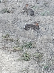 Leporidae