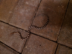 Pantherophis guttatus