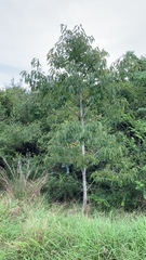 Diospyros