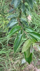 Diospyros