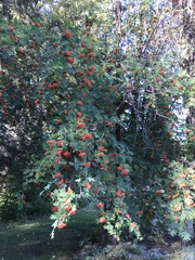 Sorbus sitchensis