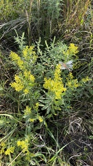 Solidago speciosa